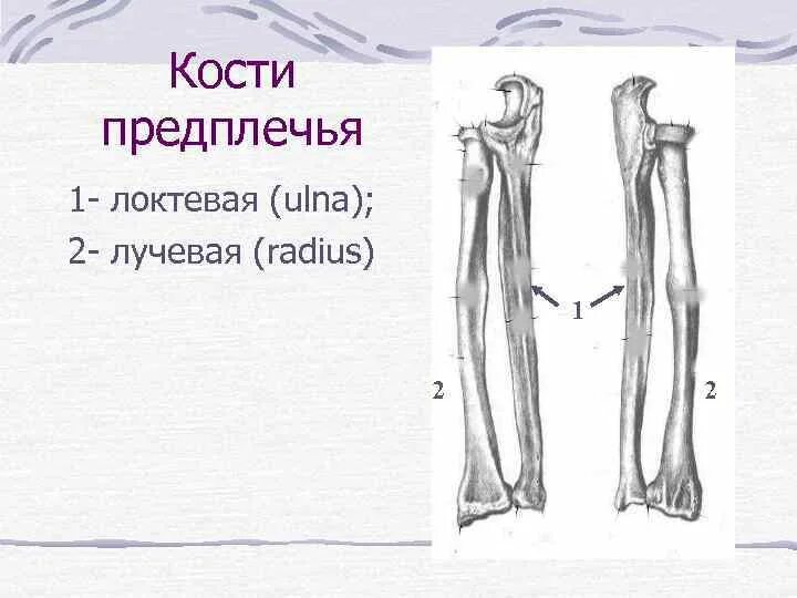 Кости предплечья соединение. Кости предплечья анатомия рисунок. Кости предплечья локтевая и лучевая. Лучевые кости предплечья. Локтевая кость предплечья.