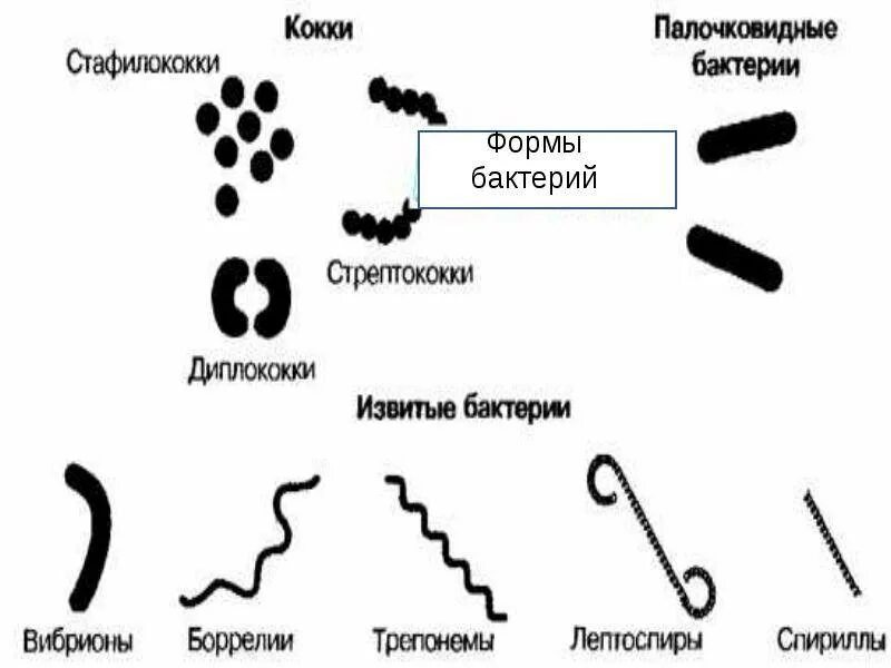 Установите соответствие виды бактерий. Форма бактерий кокки палочки извитые. кокки палочковидные и извитые бактерии. формы бактерий извитые кокки палочковидные. формы бактерий шаровидные палочковидные извитые.