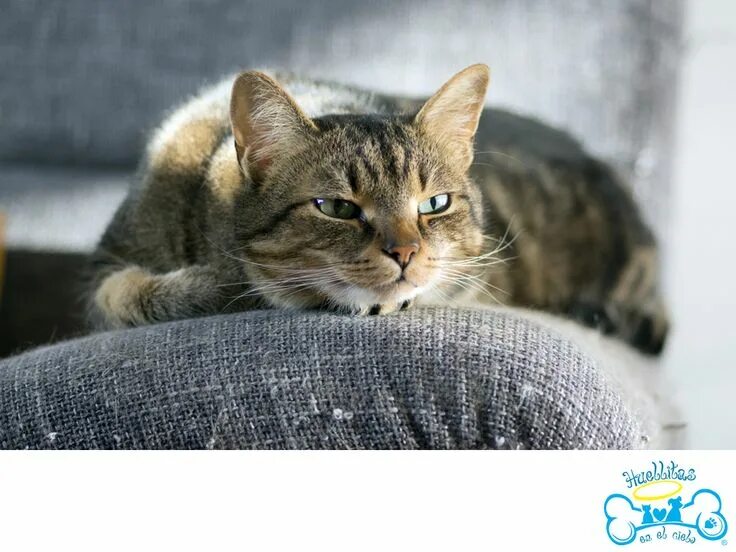 Bored cat