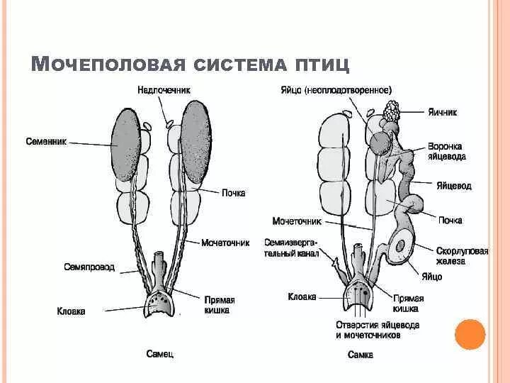 Система размножения 8 класс. Схема строения выделительной системы птиц. Мочевая система птиц схема. Строение мочеполовой системы самки самца птиц. Выделительная система птиц схема.