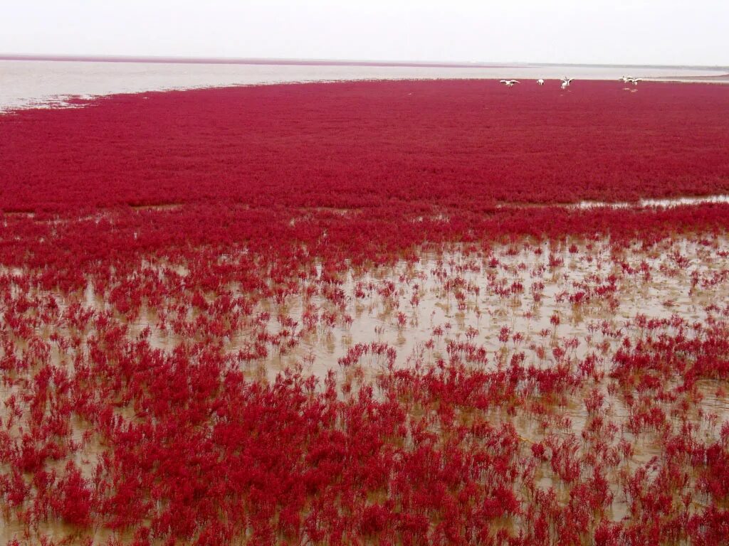 Почему водоросли красные. Красный пляж Паньцзинь Китай. Шуантай-Хэкоу. Красные водоросли. Водоросли красного моря.