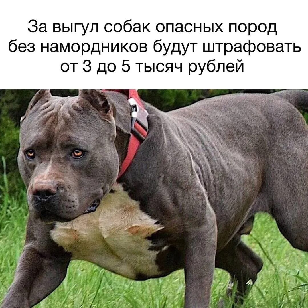 Список собак запрещенных выгулу. Собака без намордника. выгул собак без намордника. потенциально опасные собаки. опасные породы собак список.
