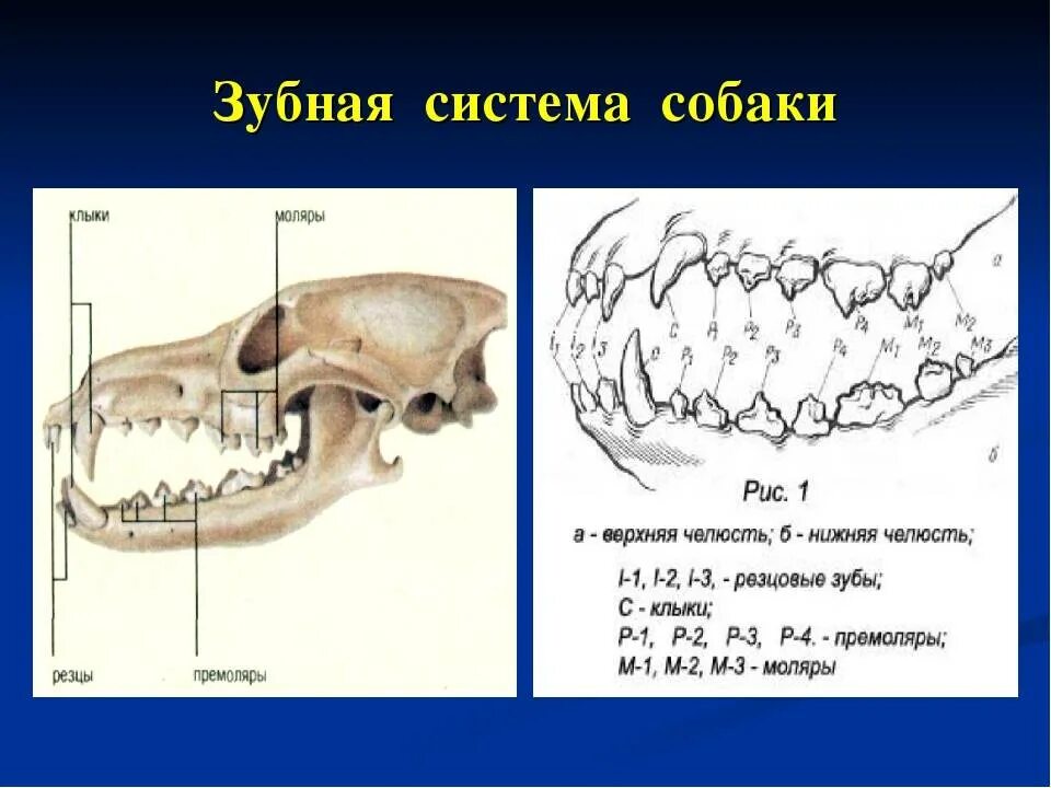 Зубная формула насекомоядных. Зубная формула собаки анатомия. Строение зубов собаки вид спереди. Зубная формула молочных зубов схема. Строение зубной системы у собак.