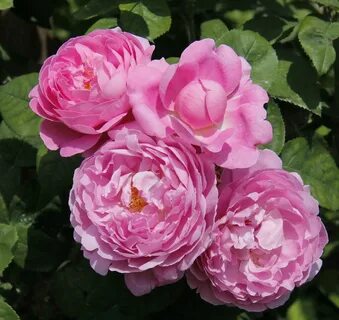 English rose's