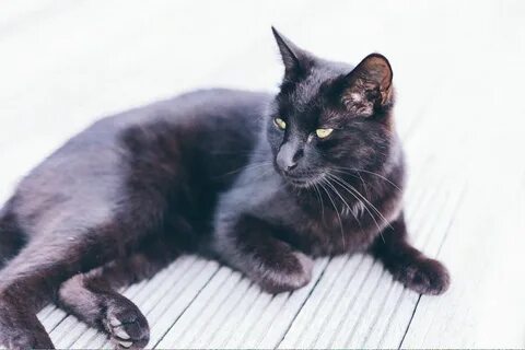 Кошка черепаховая кот черный определите потомство