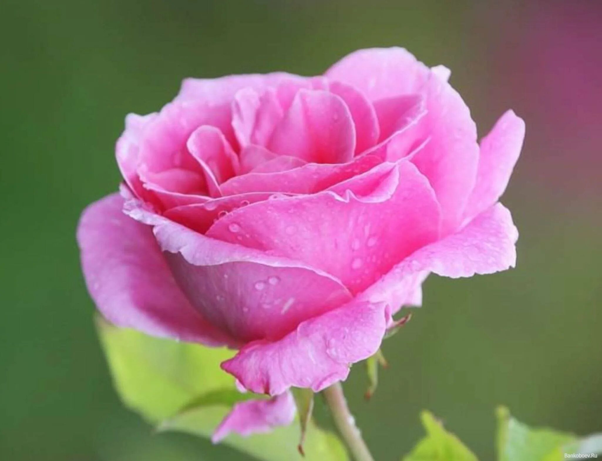 Картинки розов. Роза Анабель. Дениз роза сорт. Розовые розы. Розочки розовые.