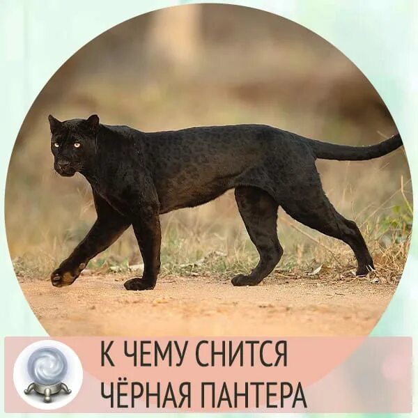К чему снятся пантеры женщине