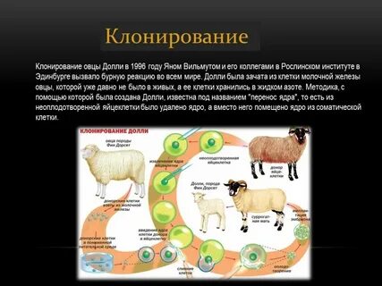 Клонирование долли биология