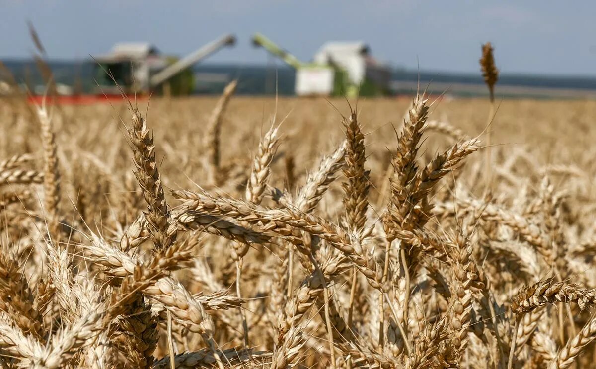 Пшеница европейский юг. Россия пшеница. Экспорт пшеницы. Экспорт зерна. Российское зерно.