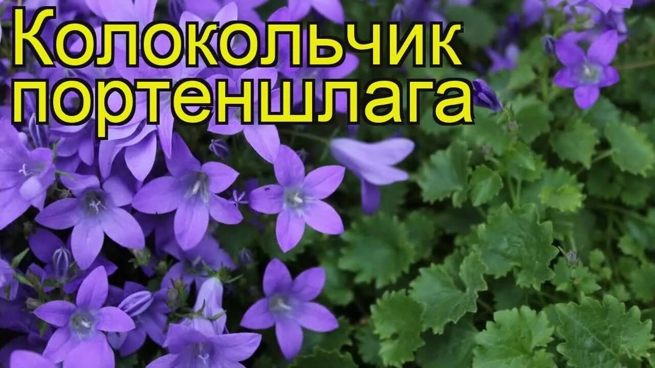 Campanula dasyantha - Image of an specimen - Plantarium