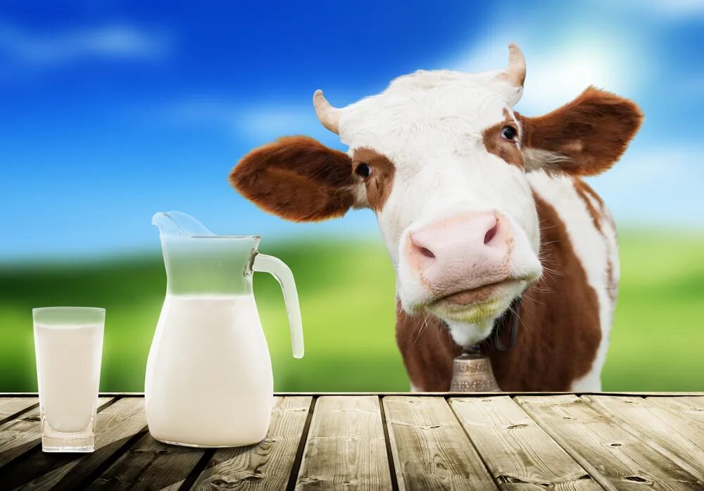 Молоко полученное от коровы 5. Молоко. Коровье молоко. Молочная продукция с коровой. Молочные коровы.