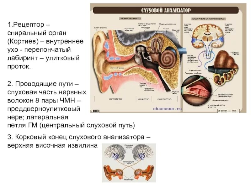 Где расположены слуховые рецепторы внутреннего уха. Слуховой анализатор строение улитки. слуховой анализатор рецептор нера. строение слуховых рецепторов улитки. слуховой анализатор строение рецепторы.