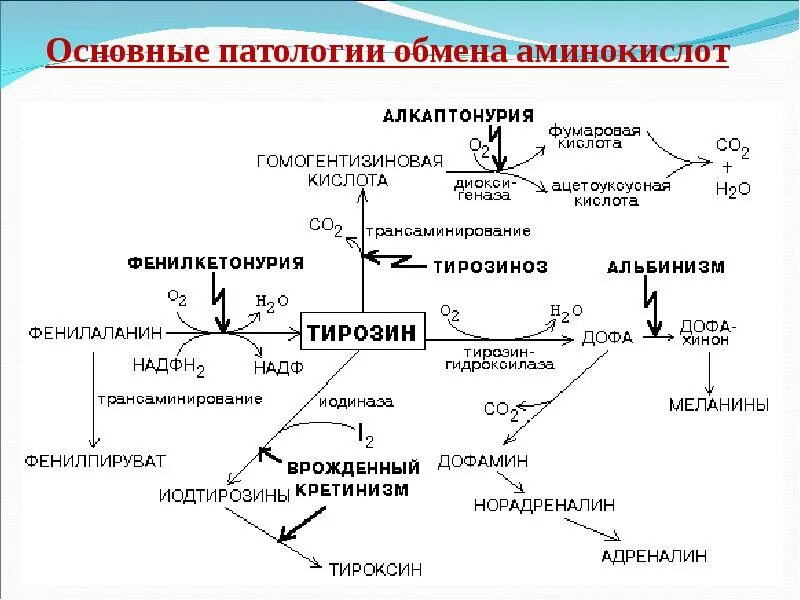 Ферменты патологии. Гомогентизиновая кислота Синтез. Схема реакций обмена фенилаланина. Схема нарушения обмена тирозина и фенилаланина. Схема метаболизма ароматических аминокислот.