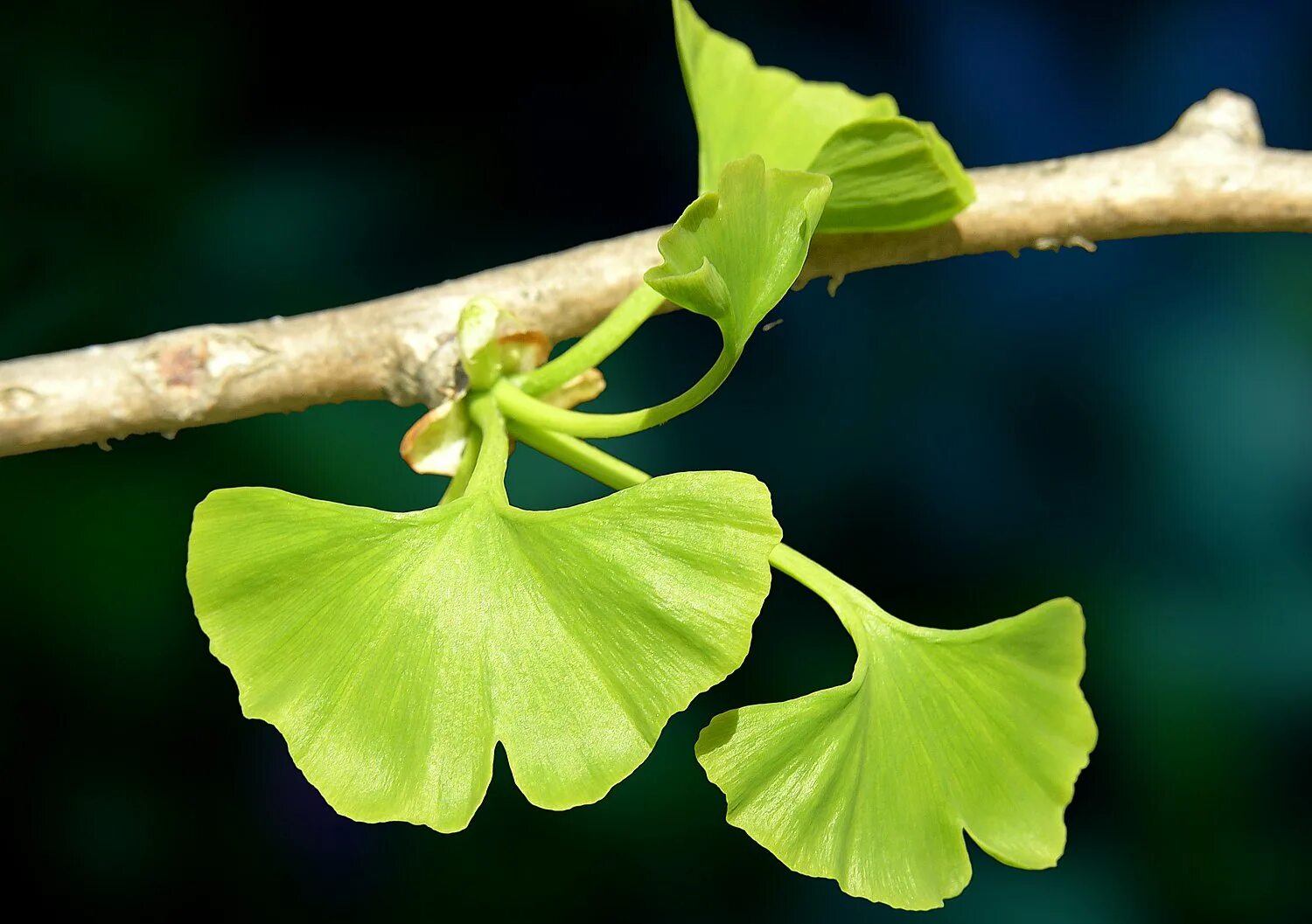 Виноград гинкго. Гинкго билоба двулопастный. гинкго билоба (ginkgo biloba). гинкго двулопастный лист. гинкго билоба дерево.