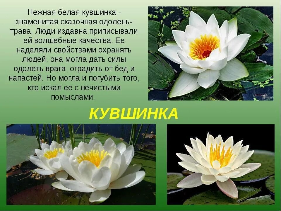 К какой группе относится кувшинка. Нимфея одолень трава. кувшинка одолень трава. белый кувшинка растение. кувшинка белая ареал.