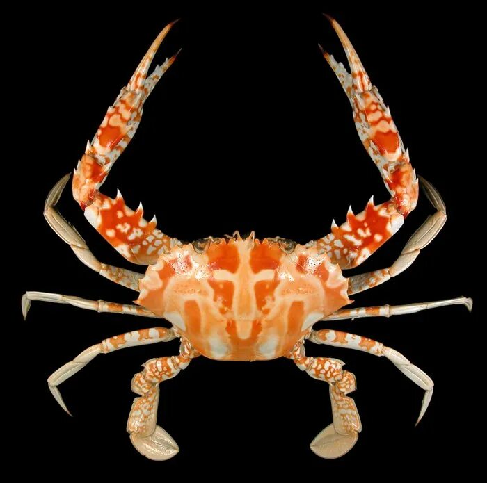 Как называется краб. Отряд десятиногие ракообразные. японский краб charybdis japonica. ракообразные десятиногие крабы. класс ракообразные отряд десятиногие.