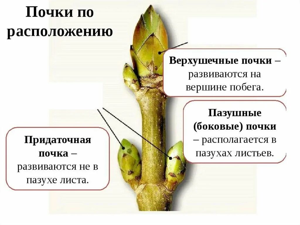 Побег вырастающий из почки. Почки верхушечные пазушные придаточные. Верхушечные и пазушные почки у растения. Верхушечные боковые пазушные придаточные почки. Верхушка и боковые почки у растений.