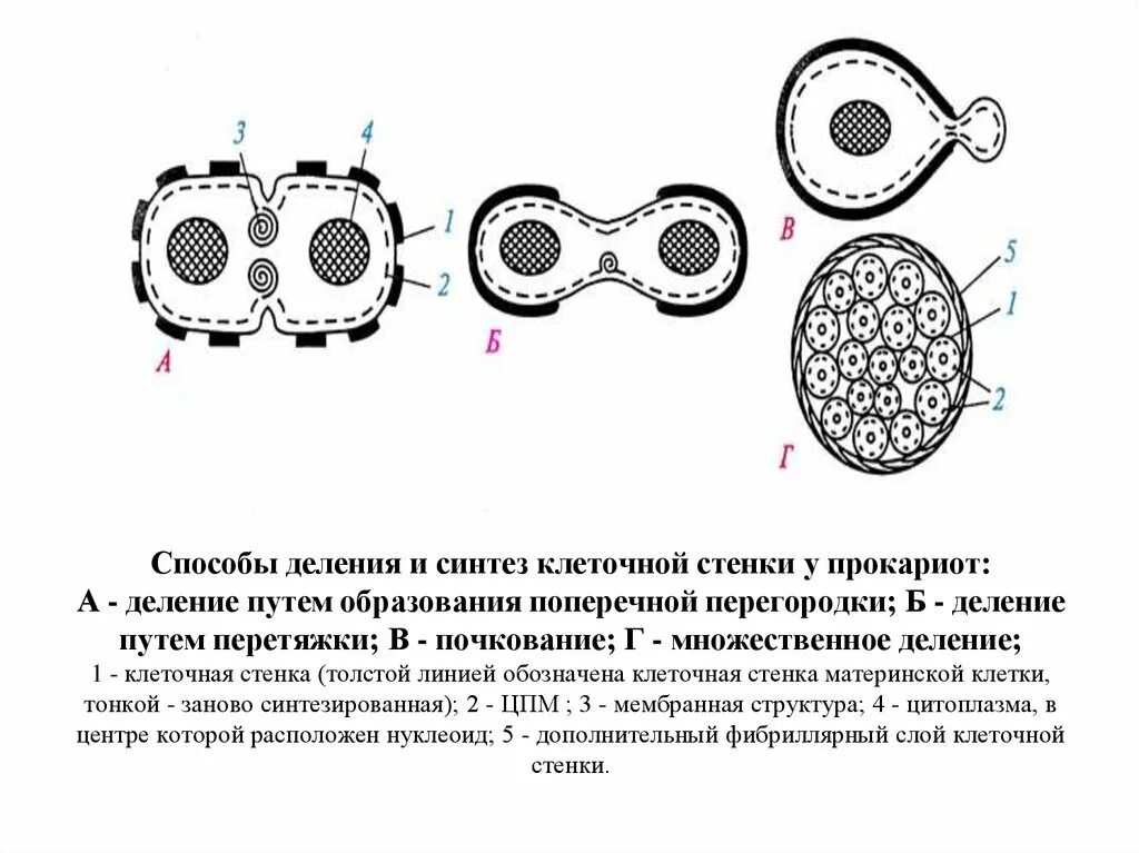 Клеточная перетяжка у каких клеток. Способы деления прокариотических клеток. Тип деления прокариотической клетки. Деление грамотрицательных бактерий. Способы деления клетки прокариот.