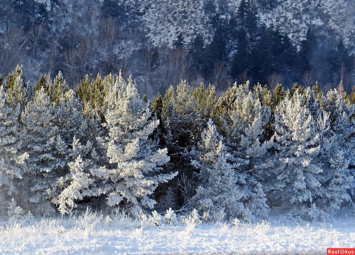Все деревья в белых шубках мягкий падает. Снег. Все деревья в белых шубках мягкий падает. Иней на деревьях. Иней на деревьях.