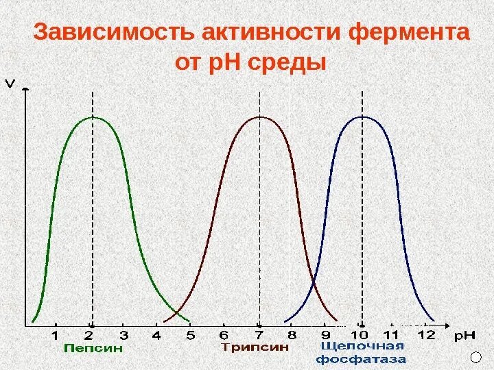 Зависимость активности ферментов от РН среды. РН Оптимум.. График зависимости влияния PH среды на активность ферментов. Зависимость скорости активности ферментов от PH среды. Как PH влияет на активность фермента. Изменение температуры ферментов