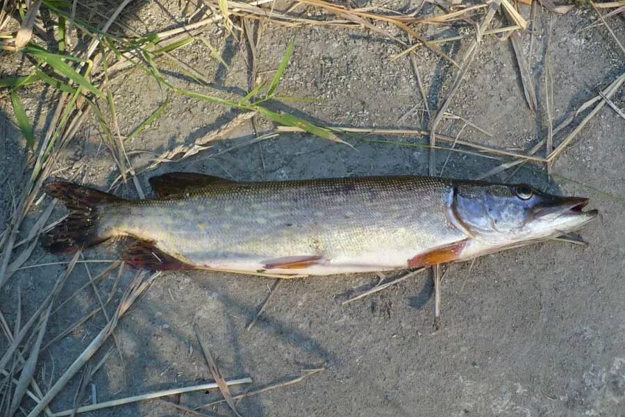 Рыба белгород купить. Кузькино рыбалка Белгородская. Рыбы Белгородской области. Речная рыба Белгородской области. Ихтиофауна Белгородской области.