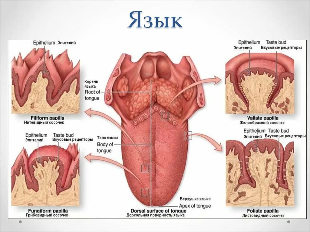 Вкусовые сосочки на корне языка. Строение языка вкусовые рецепторы. Корень языка вкусовые рецепторы.