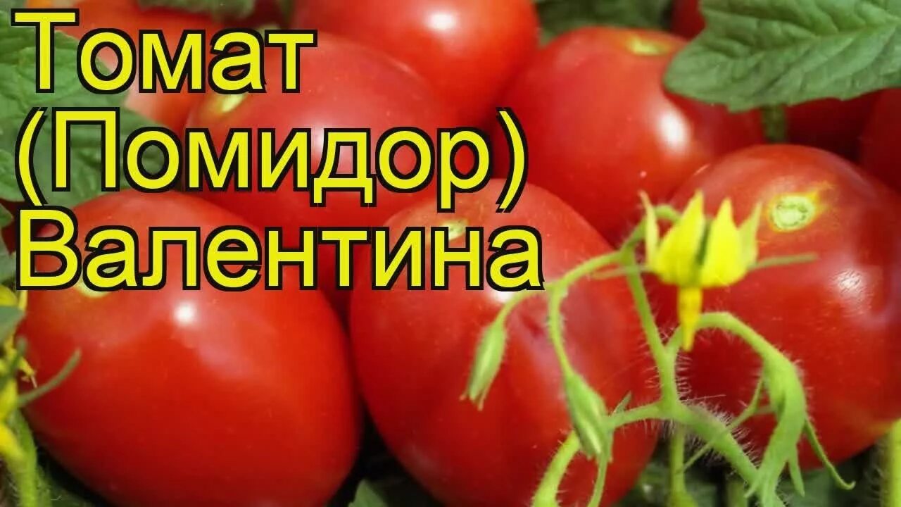 Сорт томатов чухлома
