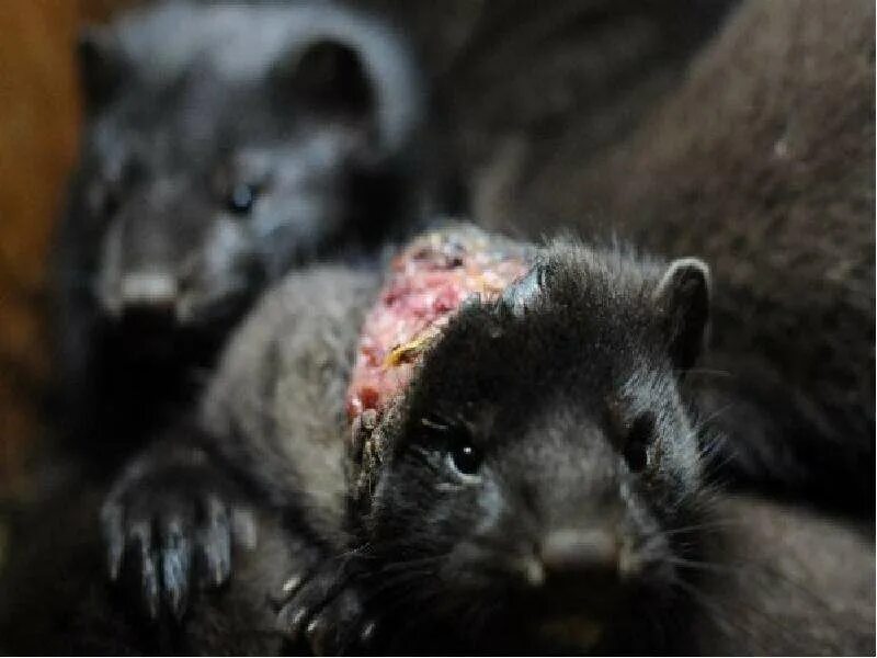 Норка после. Норки домашние. Норковая шуба до и после химчистки. Норка после. Химчистка шубы из норки до и после.