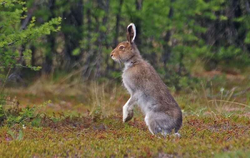 звери средней полосы. животные леса средней полосы россии. дикие животные средней полосы россии. дикие животные средней полосы. звери средней полосы.