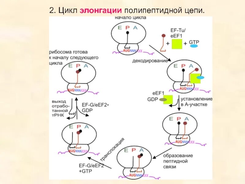 Процесс сборки полипептидной цепи называется. Схема элонгации синтеза белка. цикл элонгации трансляции рибосомы. процесс элонгации полипептидной цепи на рибосоме. схема полипептидной цепи белков.