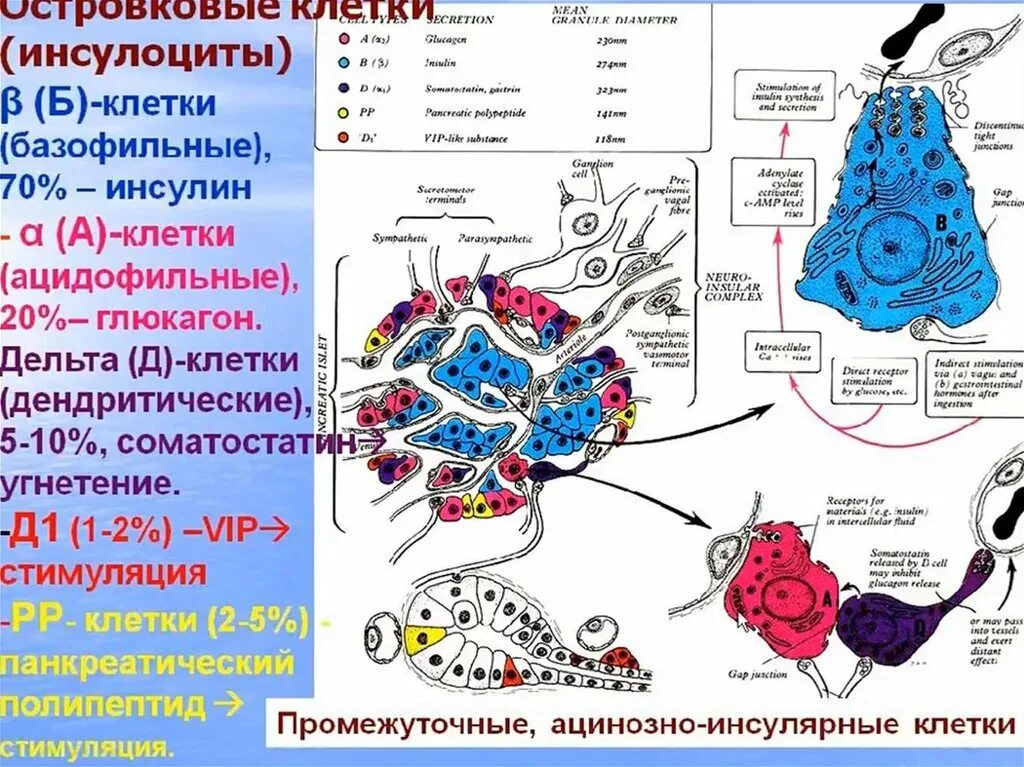 Клетки печени вырабатывают. Инсулоциты. Инсулоциты поджелудочной железы. Инсулоциты поджелудочной железы гистология. Ацинозно-инсулярные клетки.