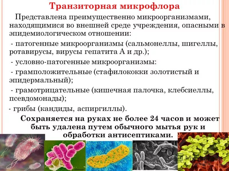 Транзиторная микрофлора может быть представлена. Резидентная и транзиторная микрофлора. Транзиторная микрофлора может быть представлена. Трансихлорная миклафлора. Транзиторная флора это.