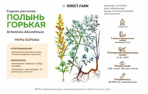 Возможной примесью при заготовке травы полыни горькой