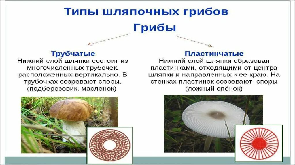 Трубчатые и пластинчатые грибы. Трубчатые и пластинчатые грибы таблица. Таблица пластинчатых и трубчатых грибов. Строение трубчатых и пластинчатых грибов. Различие пластинчатых грибов