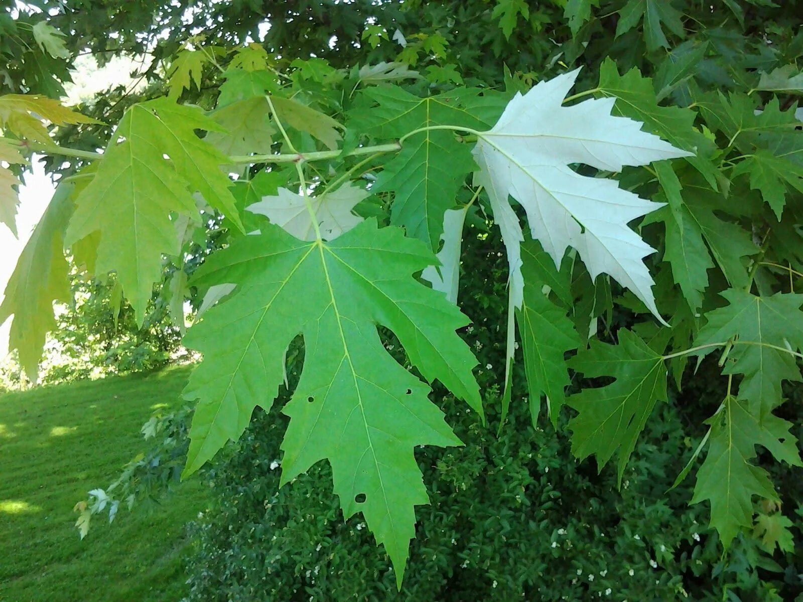 Клен явор – acer pseudoplatanus l. Maple 4. Клен 4 букв. Клен полевой постеленс. Acer platanoides 'palmatifidum'.
