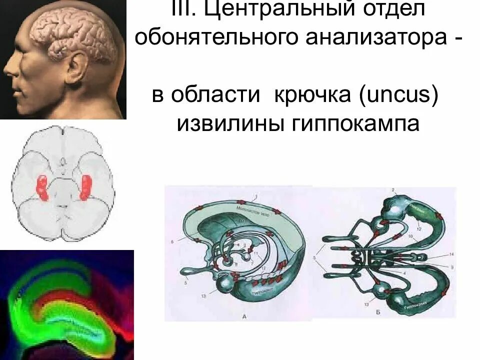 Центр обонятельного анализатора. Центральный отдел обонятельного анализатора. обонятельный мозг гиппокамп. вкусовой и обонятельный анализаторы. центральный отдел вкусового анализатора.
