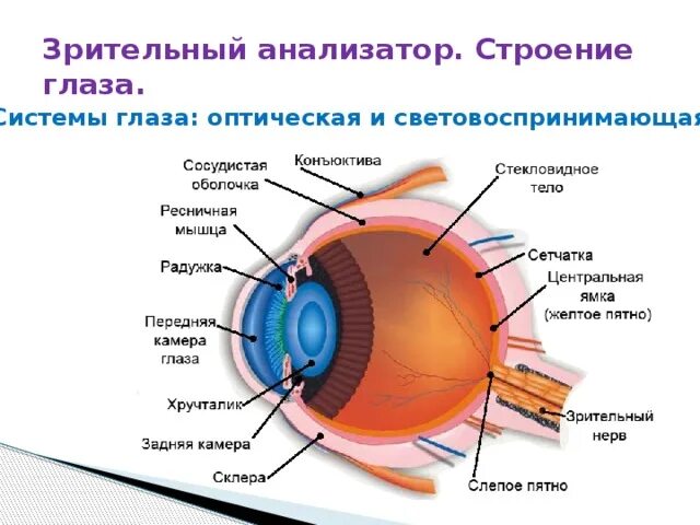 Глаз биология 8 класс кратко. Строение зрительного анализатора вспомогательного аппарата глаза. Зрительный анализатор строение и функции. Строение зрительного анализатора кратко анатомия. Схема строения глазного анализатора.