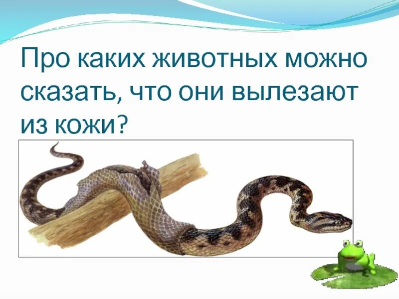 Лезть из кожи вон. Лезть из кожи вон фразеологизм. про каких животных можно сказать что они вылезают из кожи. из кожи вон. вылезти из кожи вон.