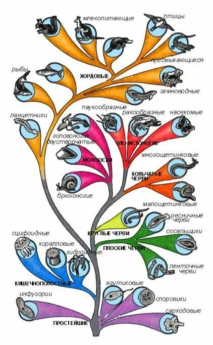 Как располагаются группы животных на родословном. Эволюционное Древо животных. Древо эволюции царство животных. Эволюционное Древо животных 7 класс биология.