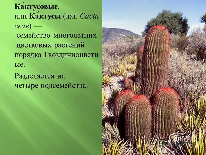 Кактусовые семейство сообщение. Интересные кактусы. Кактус это многолетнее растение. Интересные факты о кактусах. Кактусовые семейство многолетних цветковых растений.