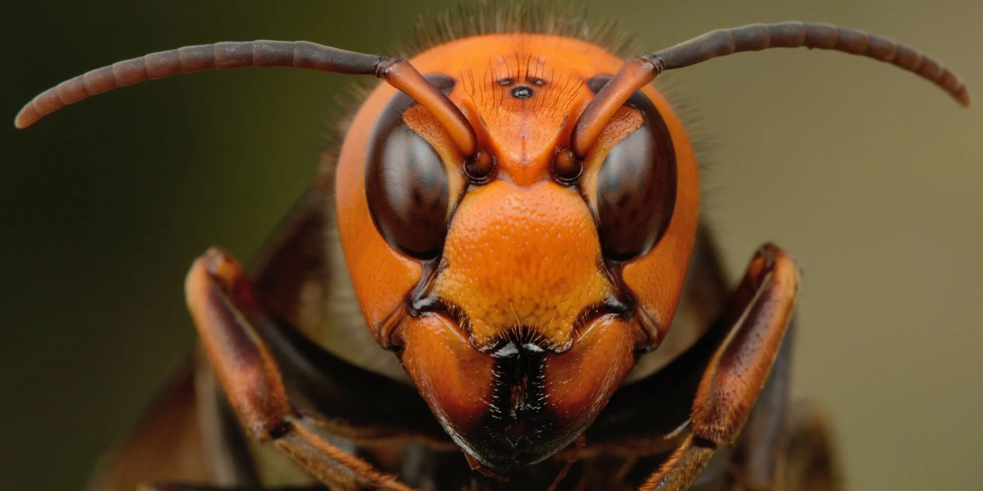 Vespa mandarinia Шершень. Азиатский Шершень. Азиатский Шершень Vespa mandarinia -.