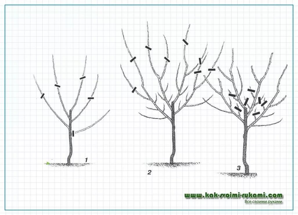 Обрезка молодых яблонь весной. Схема обрезки яблони весной. Правильная обрезка яблонь весной схема. Обрезка яблонь осенью схема. Обрезка яблони весной.