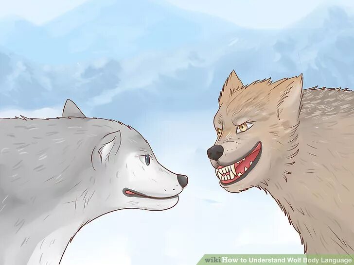 How to wolf. Волчий язык тела. язык тела волков. wolf body. как выучить волчий язык.