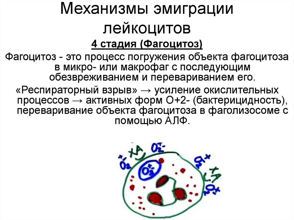 Воспаление фагоцитоз лейкоцит безразличный раздражитель микроворсинка