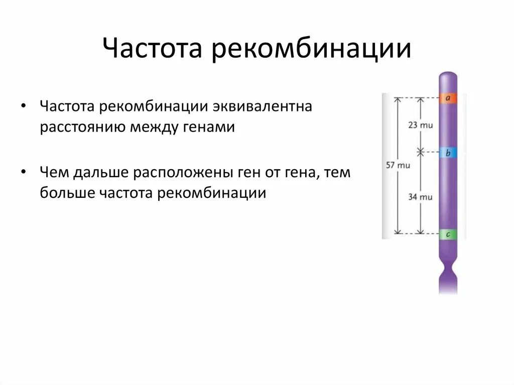 Частота рекомбинации генов формула. Формула расчета частоты рекомбинации. Кроссинговер и частота рекомбинаций. Формула расчета частоты рекомбинации генов. 3 гена расстояние