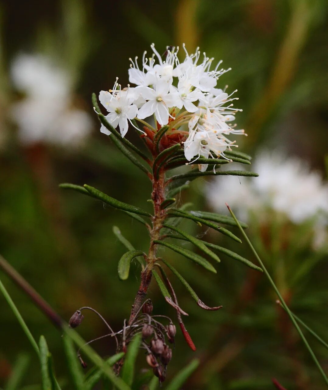 Ledum palustre Geneeskrachtige planten, Homeopathie