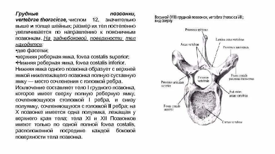 Грудной позвонок характеристика