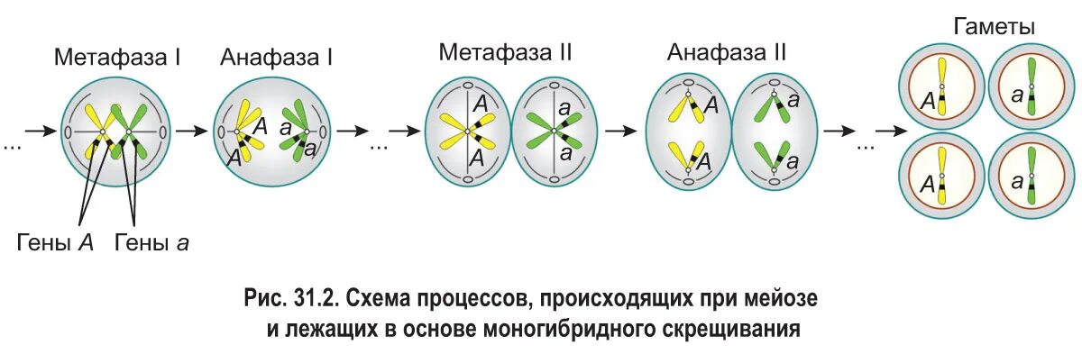 Случайное сочетание негомологичных хромосом в мейозе. Основы моногибридного скрещивания. Моногибридное скрещивание и его цитологическая основа. Клеточные основы моногибридного скрещивания. Цитологические основы моногибридного скрещивания.