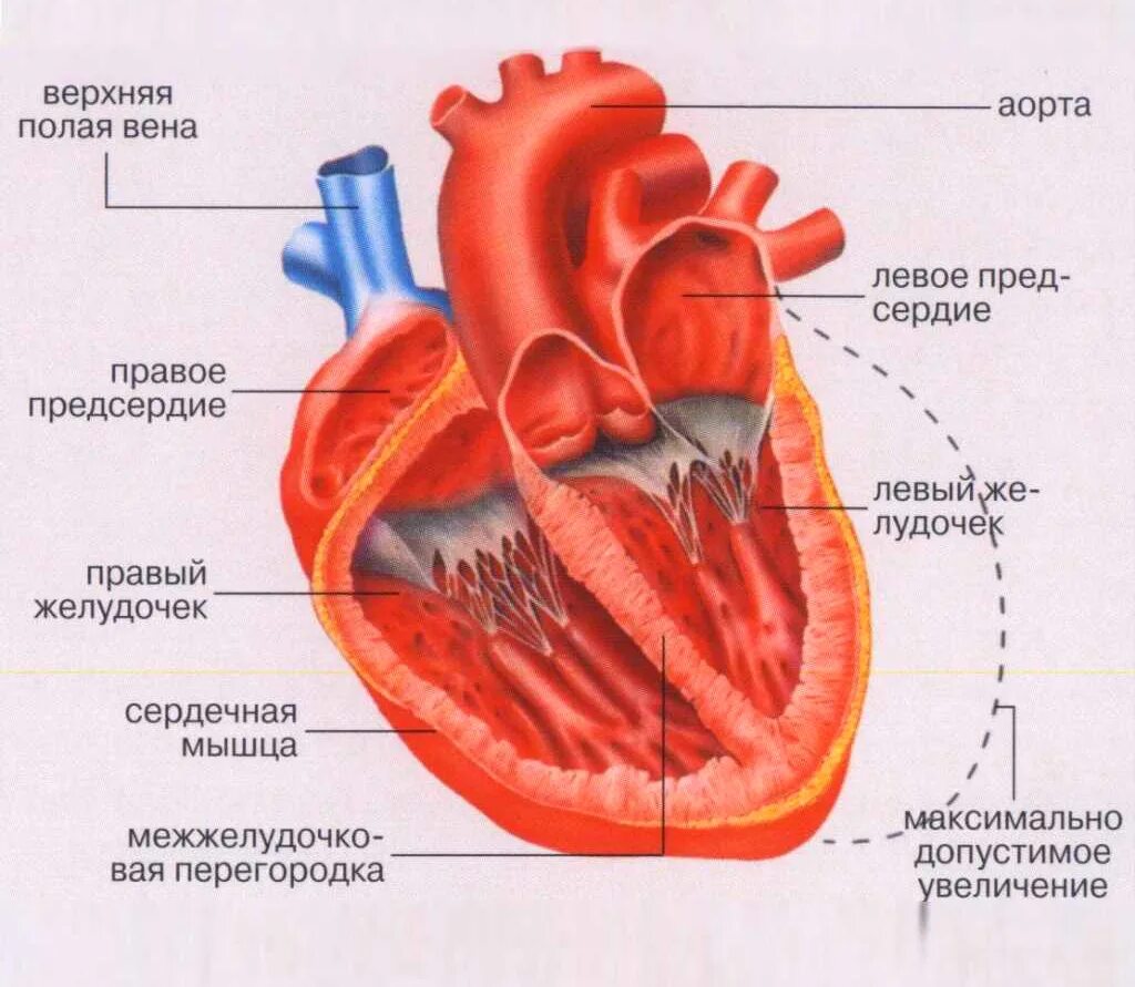 Правое предсердие аорта левый желудочек легкие левое. Строение мышцы сердца. Строение сердечной мышцы анатомия. Сердце строение какая мышца. Строение сердца сердечная мышца.