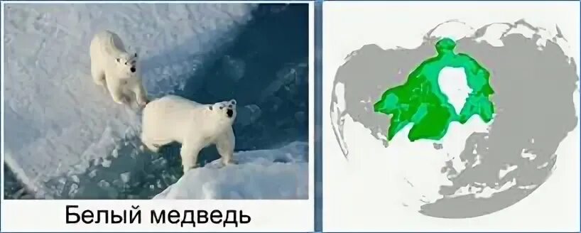 Ареал обитания белых медведей на карте России. Ареал обитания белых медведей. Ареал обитания белых медведей в России. Ареал белого медведя на карте России. Как можно объяснить ареал обитания белого медведя